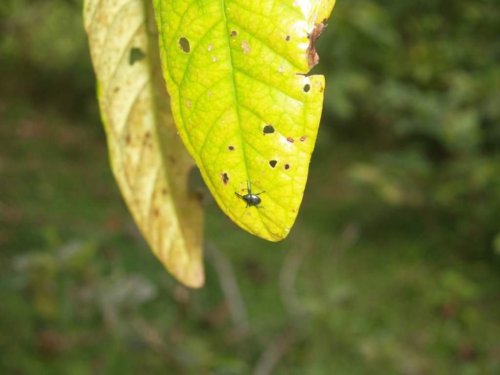 Diorycaulus