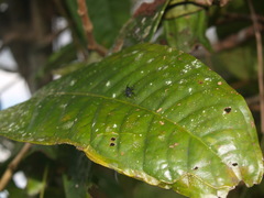 Diorycaulus punctatellus