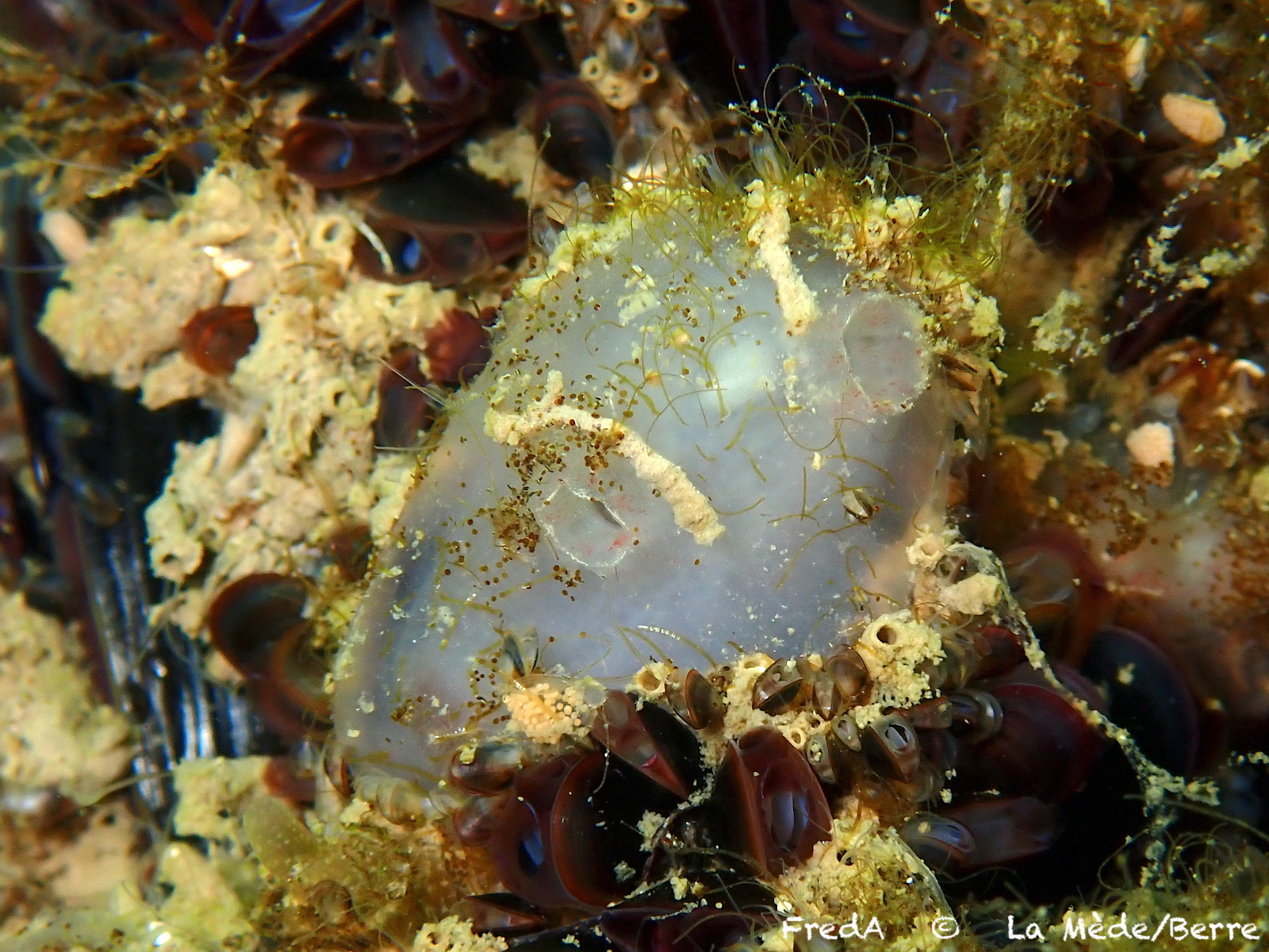 Ascidiella aspersa (Müller, 1776)