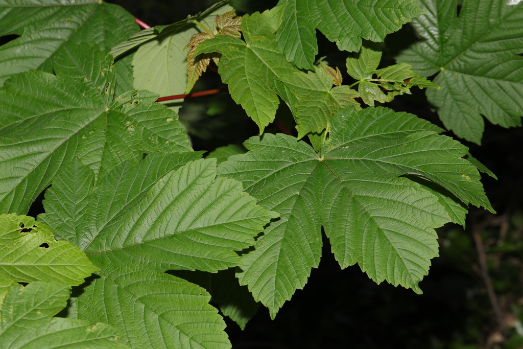 sycamore maple from Pickerings Pasture, Mersey View Road, Halebank ...