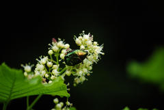 Cetonia aurata