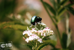 Cetonia aurata