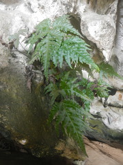 Tectaria heracleifolia