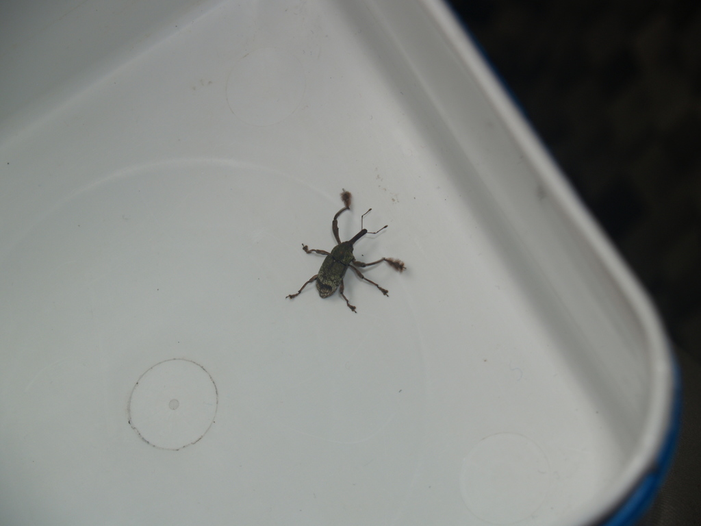 Allorthorhinus