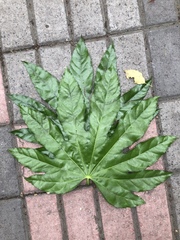 Fatsia japonica