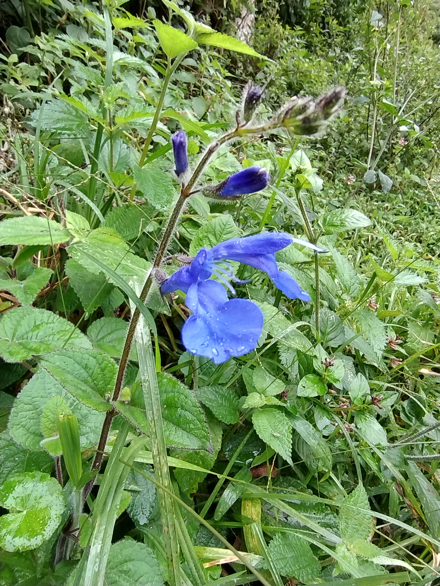 Salvia scutellarioides image