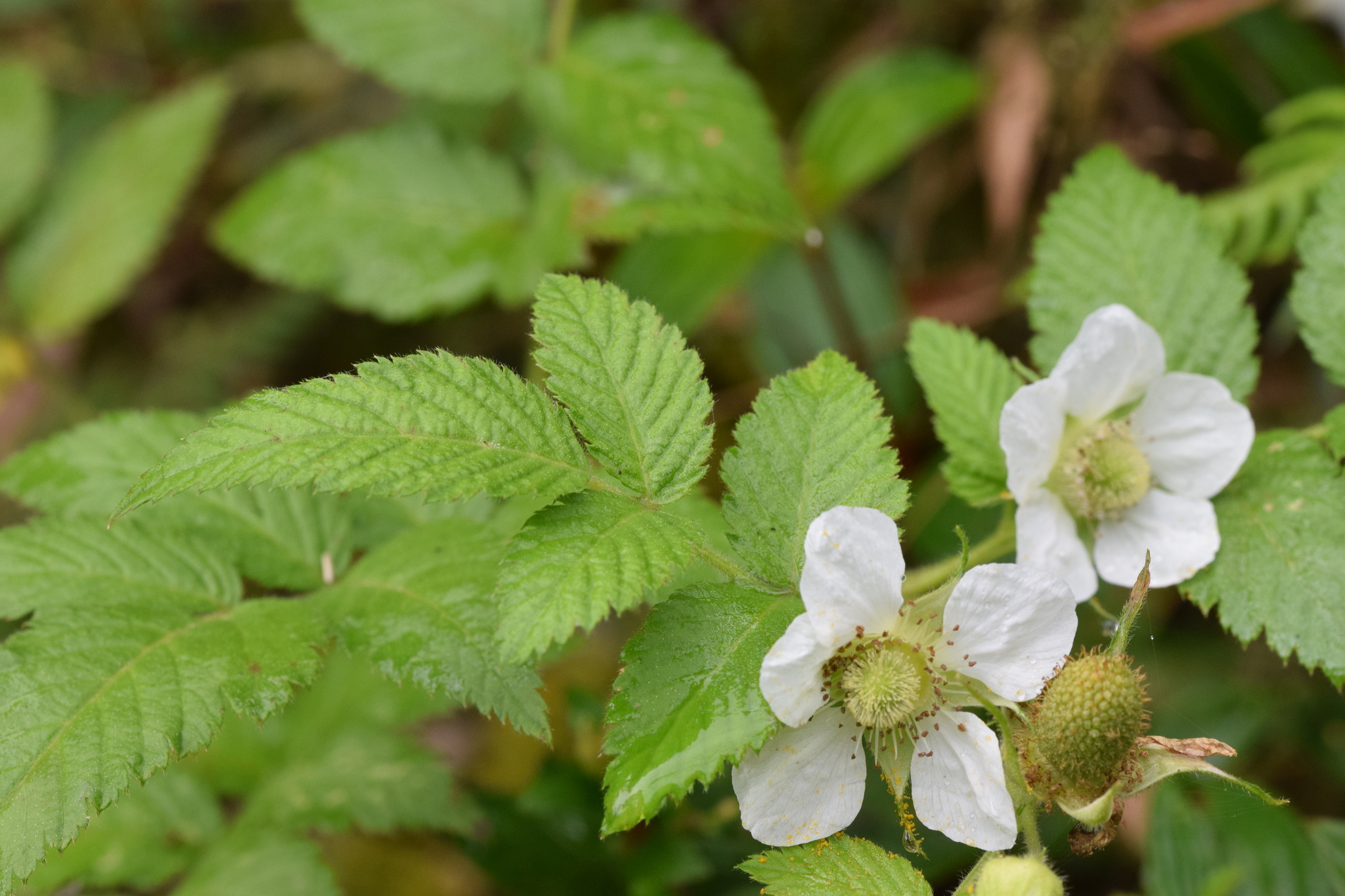 Rubus rosifolius image