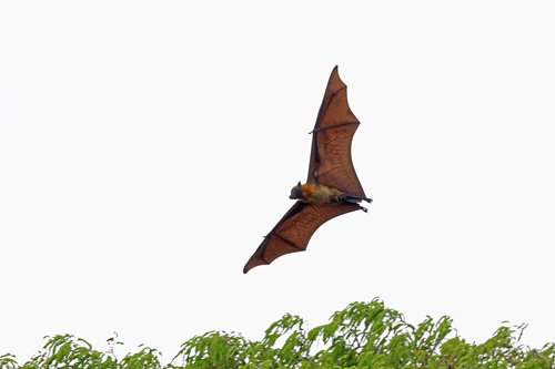 Pteropus rufus