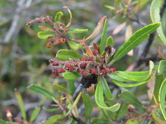 Comarostaphylis polifolia