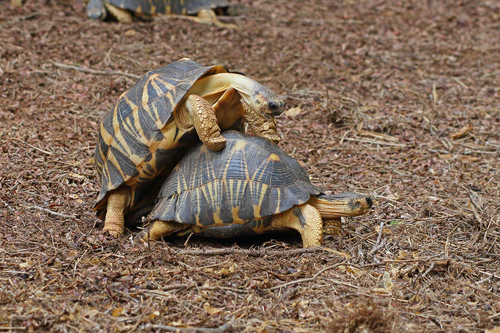 Radiated Tortoise, Astrochelys radiata