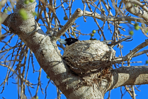 Xenopirostris xenopirostris