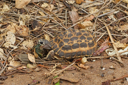 Spider Tortoise
