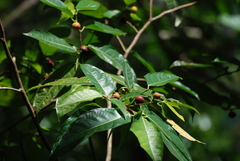 Ficus sycomorus sycomorus