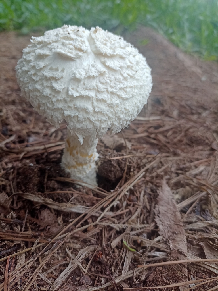 Amanita foetens · April 2024 · photo: © patriciabenitez (iNaturalist, cc-by-nc)
