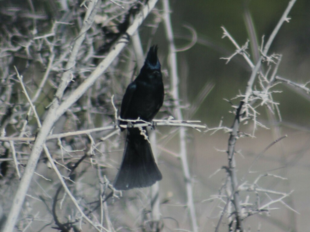 Capulinero negro desde Casas Grandes, Chih., México el 29 de abril de