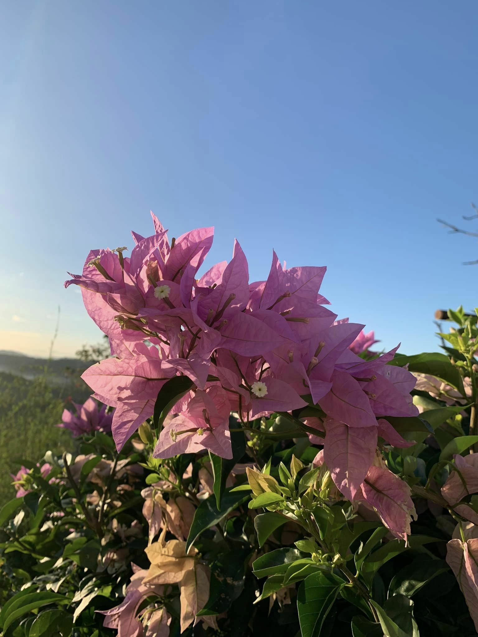 Imagem de Primavera