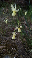 Narcissus triandrus