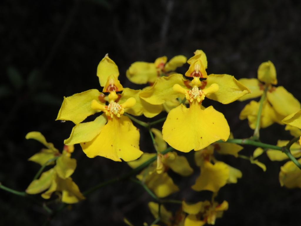 Oncidium calanthum