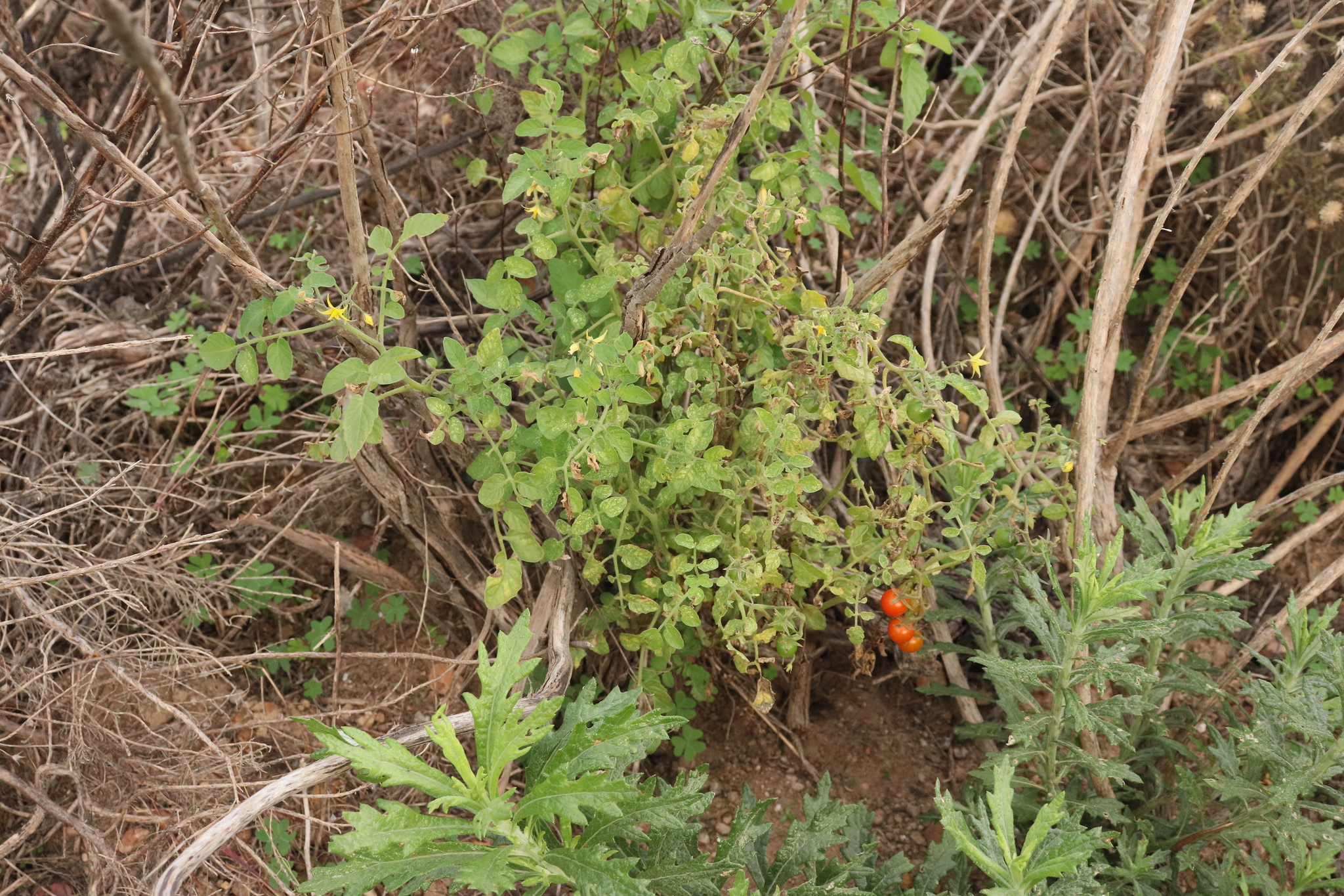 Imagem de Tomate cereja