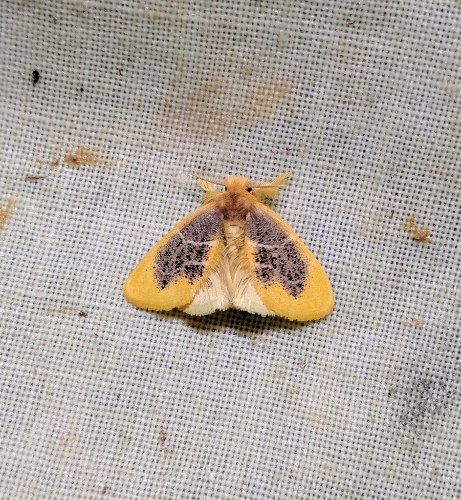 Orvasca sciasticta