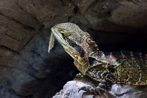Australian Water Dragon