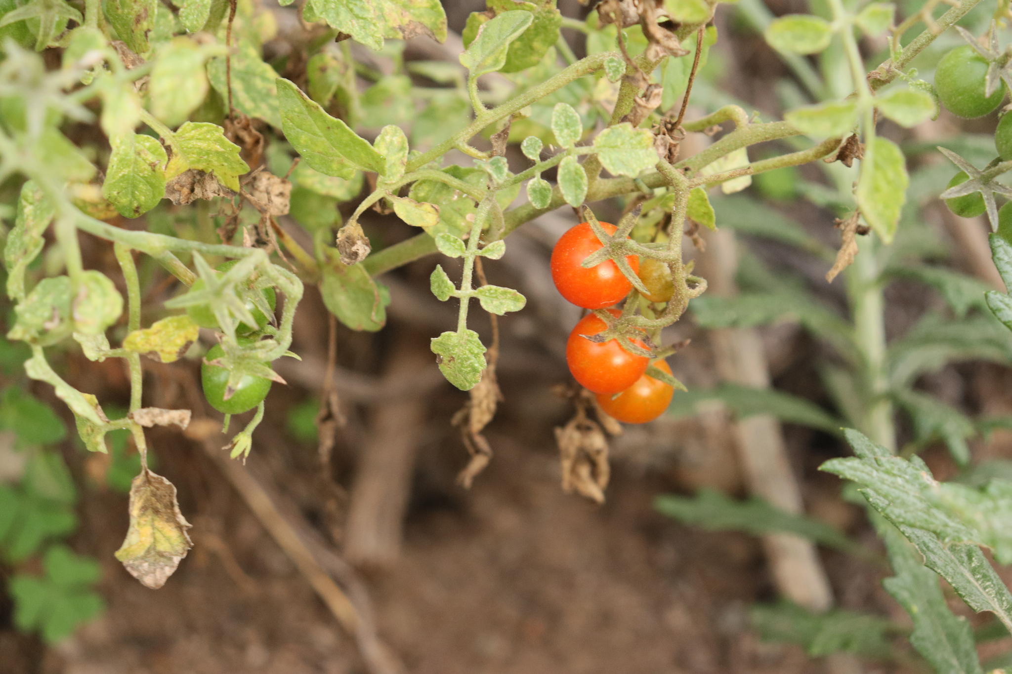 Imagem de Tomate cereja