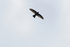 Aerodramus spodiopygius
