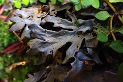 Pseudocyphellaria cinnamomea