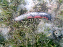 Holothuria edulis