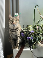 Felis catus