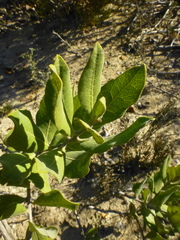 Euclea tomentosa
