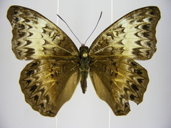 Cymothoe caenis