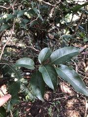 Oncoba spinosa