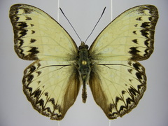 Cymothoe caenis