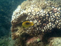 Chaetodon speculum