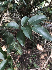 Oncoba spinosa