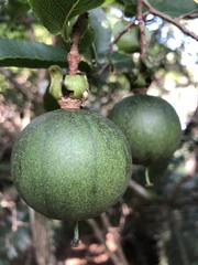 Oncoba spinosa