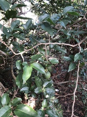 Oncoba spinosa