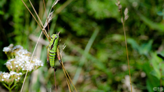 Pseudopodisma