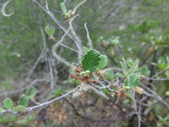 Cercocarpus fothergilloides