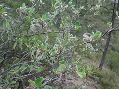 Cercocarpus fothergilloides