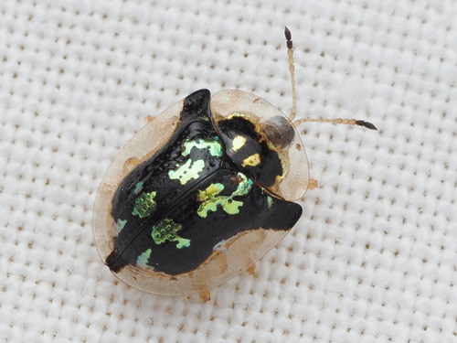 Mottled Tortoise Beetle