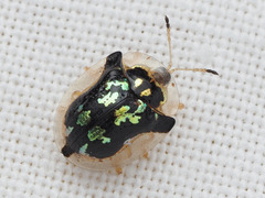 Mottled Tortoise Beetle