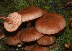 Armillaria limonea