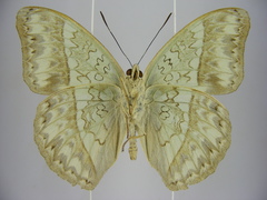 Cymothoe caenis