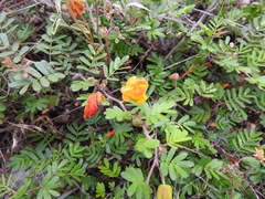 Chamaecrista greggii