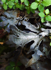 Pseudocyphellaria cinnamomea