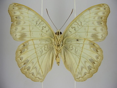 Cymothoe caenis
