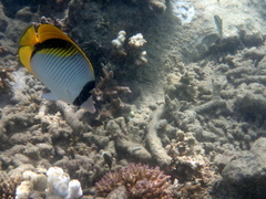 Chaetodon lineolatus