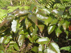 Homalium whitmeeanum